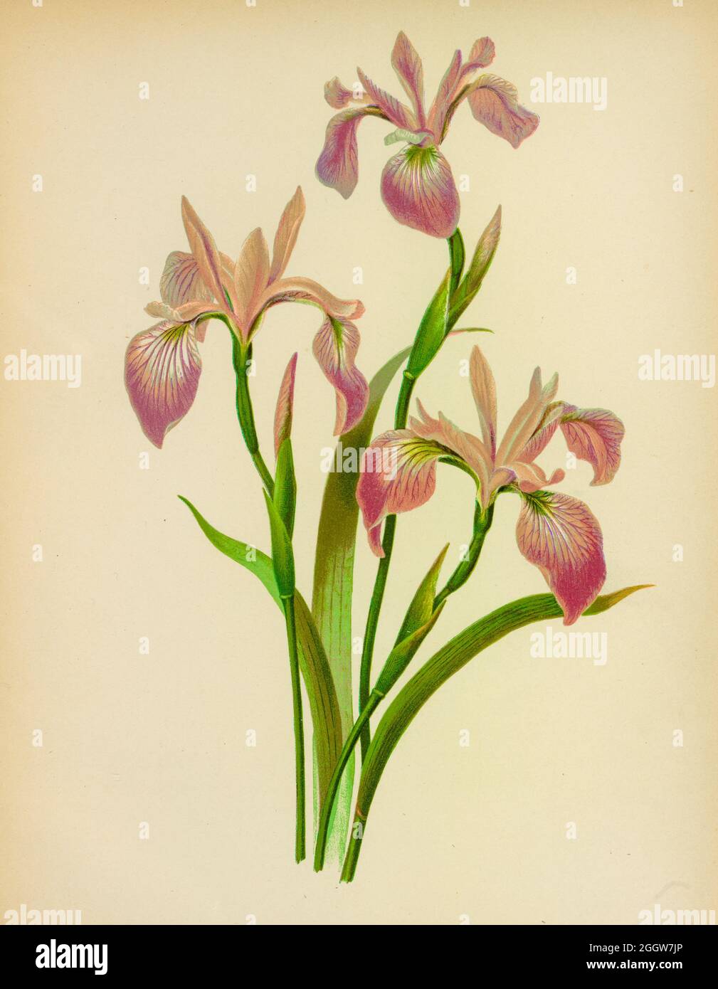 Floral Wall Art Print Iris Antique Botanical Print 1827 Dalmatian Iris