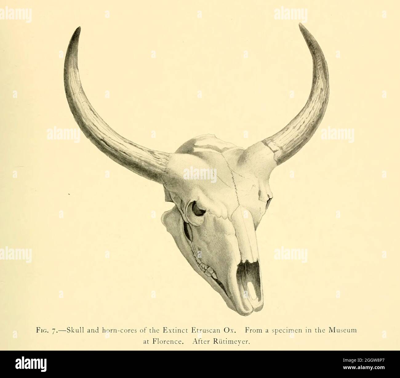 Skull and horn-cores of the Extinct Etruscan ox (Bos elatus). From a specimen in the Museum at Florence. After Rtitimeyer illustration From the book ' Wild oxen, sheep & goats of all lands, living and extinct ' by Richard Lydekker (1849-1915) Published in 1898 by Rowland Ward, London Stock Photo