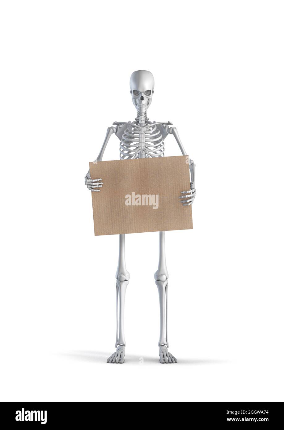 Skeleton with message - 3D illustration of male human skeleton figure holding blank cardboard sign isolated on white studio background Stock Photo