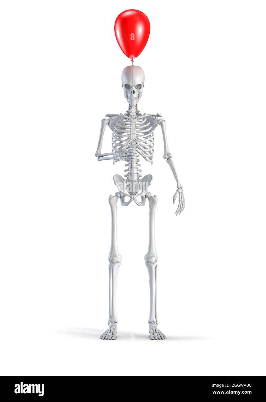 Skeleton with balloon - 3D illustration of male human skeleton figure  holding red plastic balloon isolated on white studio background Stock Photo  - Alamy