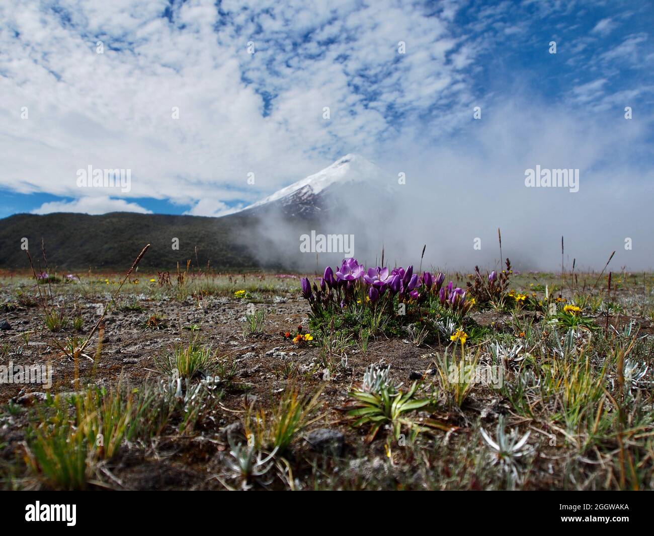 Cotopaxi volcano in Ecuador Stock Photo - Alamy