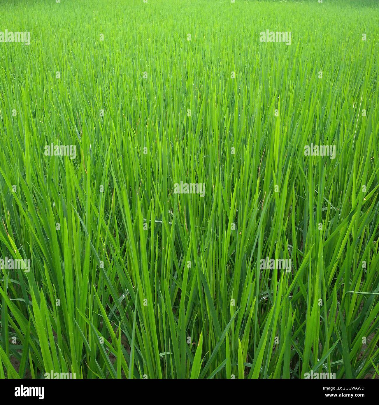 Rice tree Stock Photo