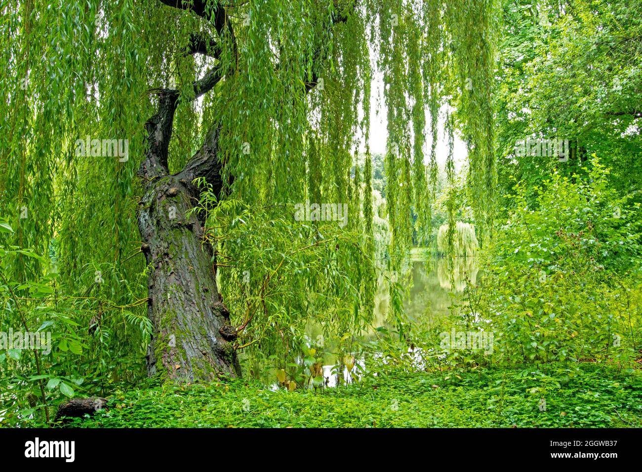 Teichlandschaft hinter einer alten Trauerweide im Bürgerpark Braunschweig Stock Photo