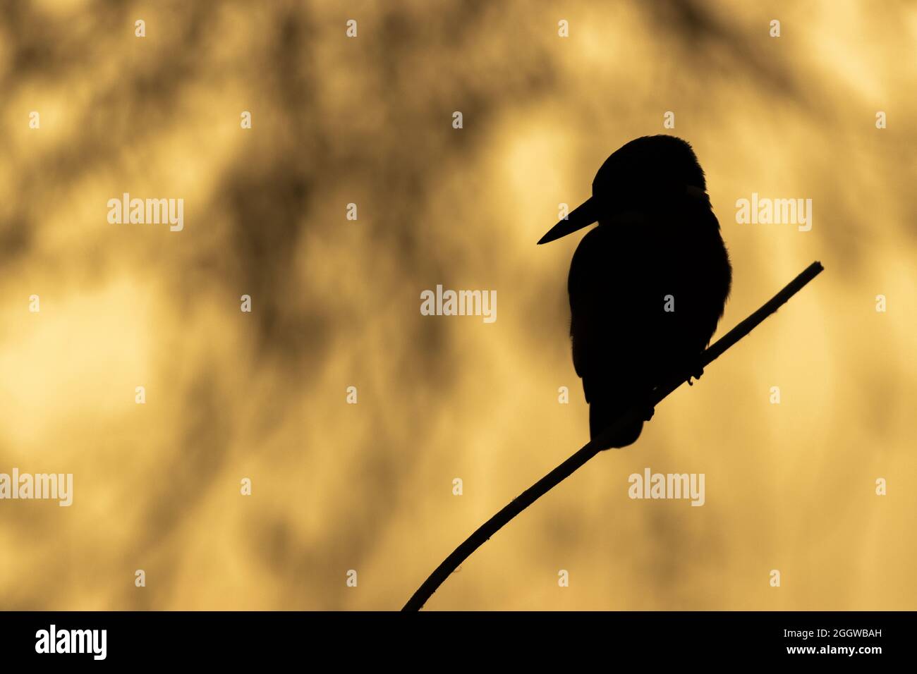 Silhouette of bird perching on tree branch against an orange nature background Stock Photo