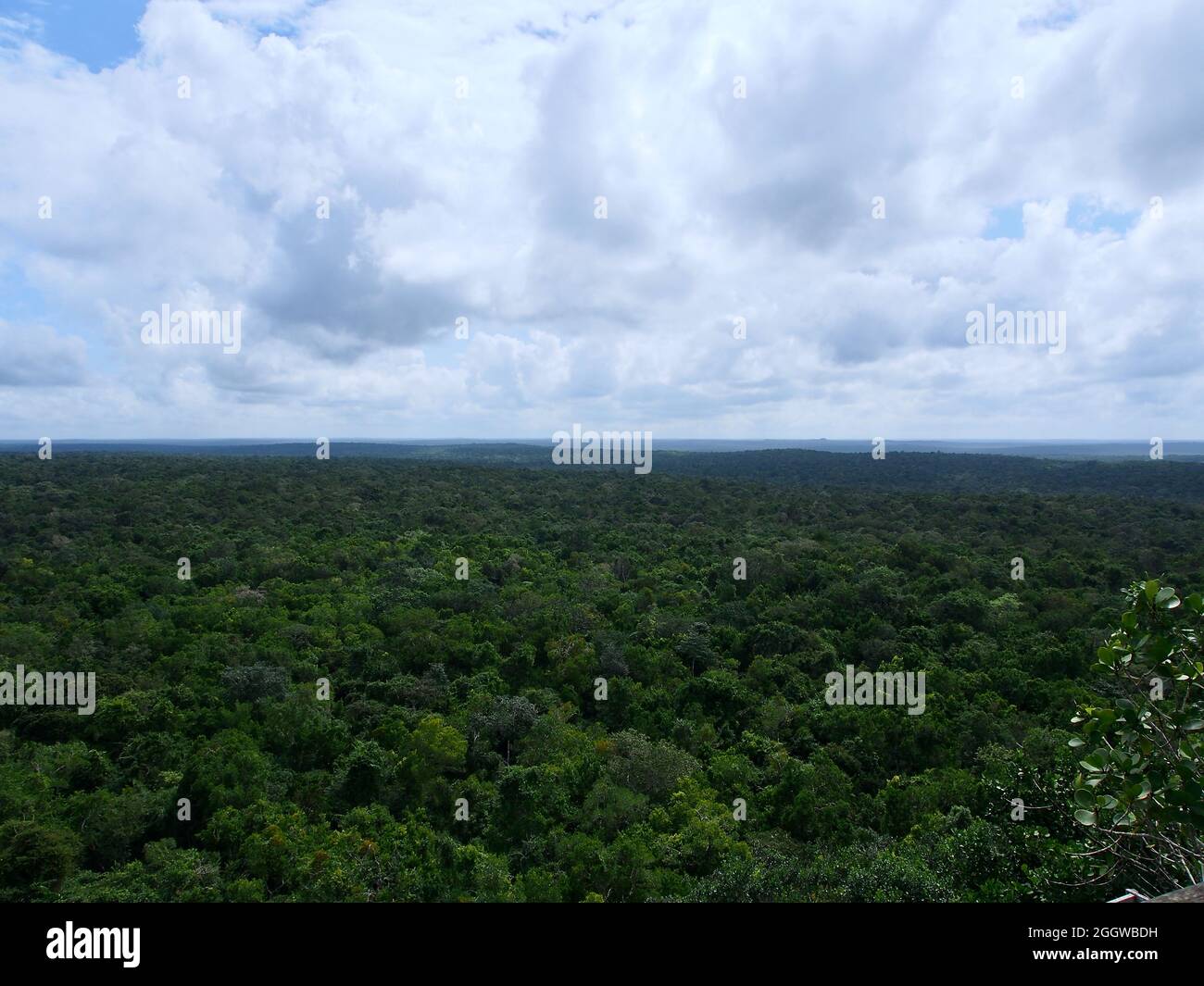 El Peten jungle, Guatemala Stock Photo