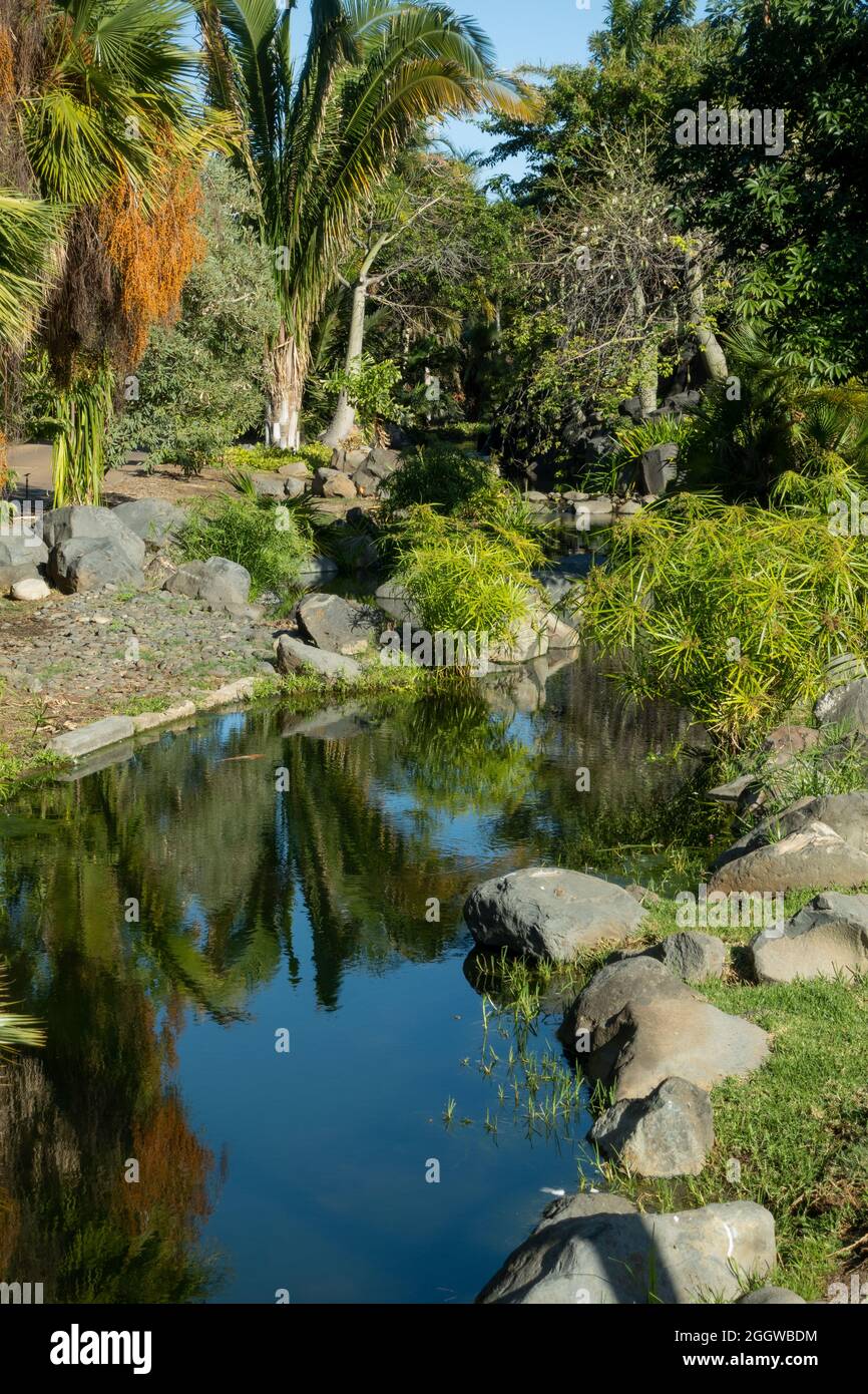 Lake and palms in in the park in Santa Cruz De Tenerife, Gran Canaria, Tenerife, Spain Stock Photo