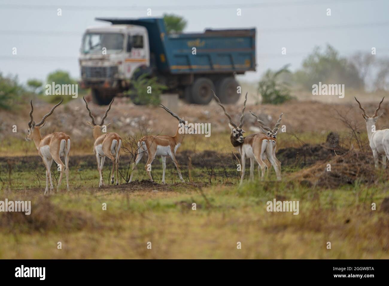 Indian Blackbuck or Indian Antelope's one of the last refuge near Thol Bird Sanctuary, India and