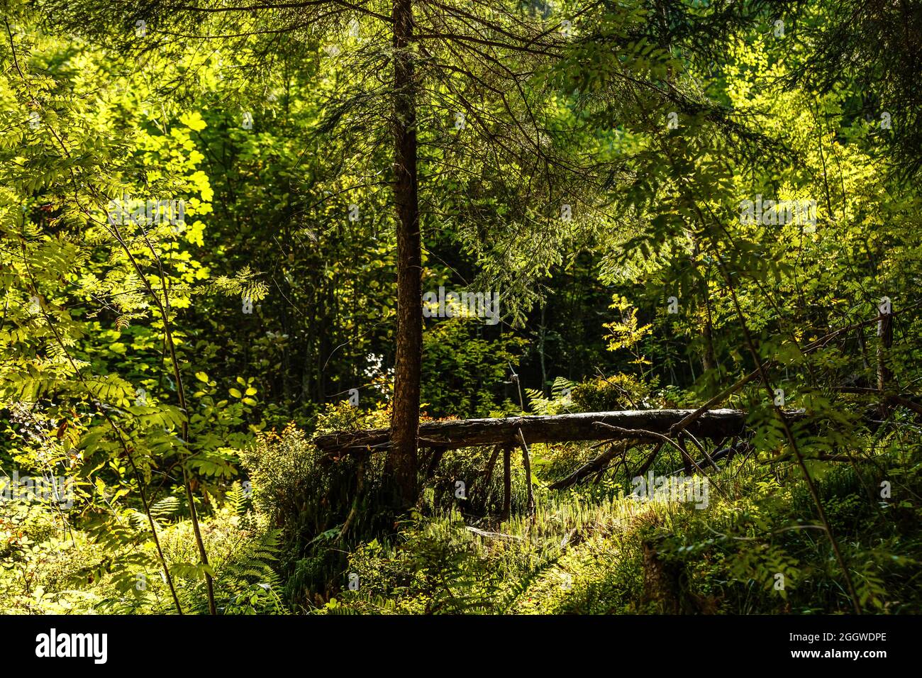 A fallen tree is rotting in the middle of the forest Stock Photo - Alamy