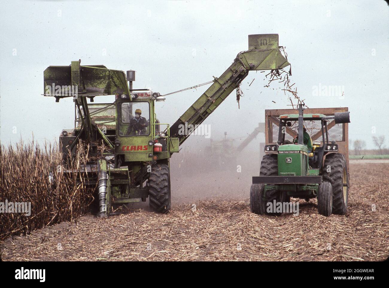 ©1989 Harvesting sugar cane in south Texas field near Donna Stock Photo ...