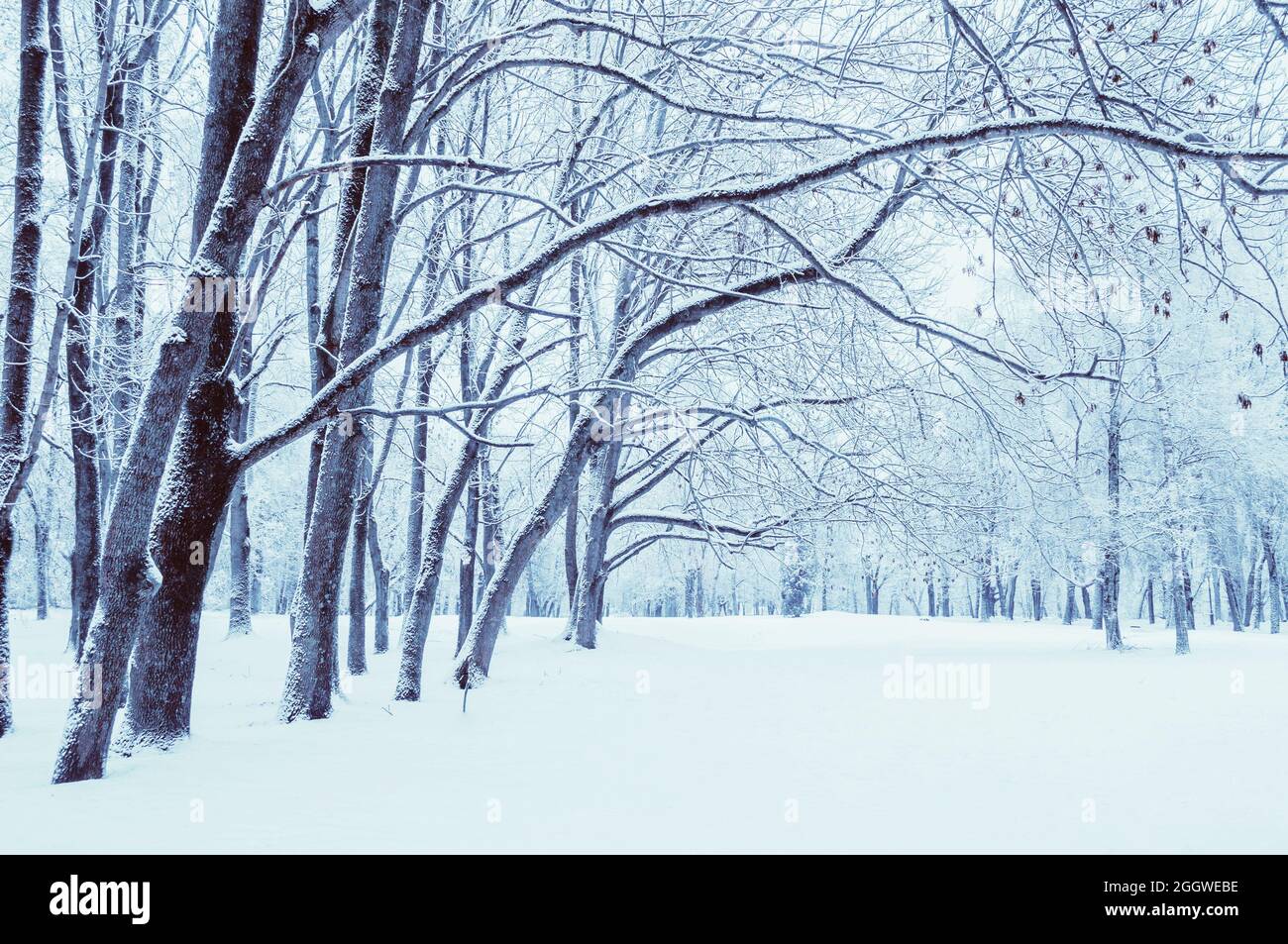 Winter landscape with falling snow - wonderland forest with snowfall ...