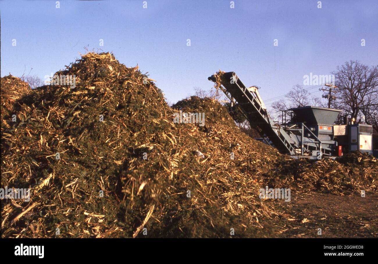 Austin Texas USA, circa 1994 Large pile of Christmas trees await