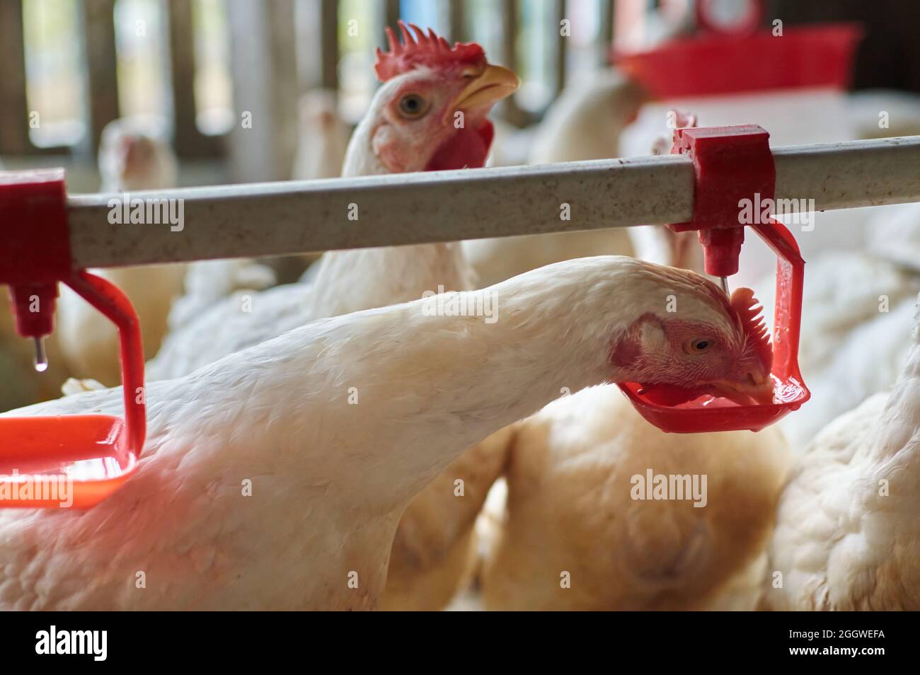 Free range organic broiler Chicken drinking water by nipple system backyard farm Stock Photo