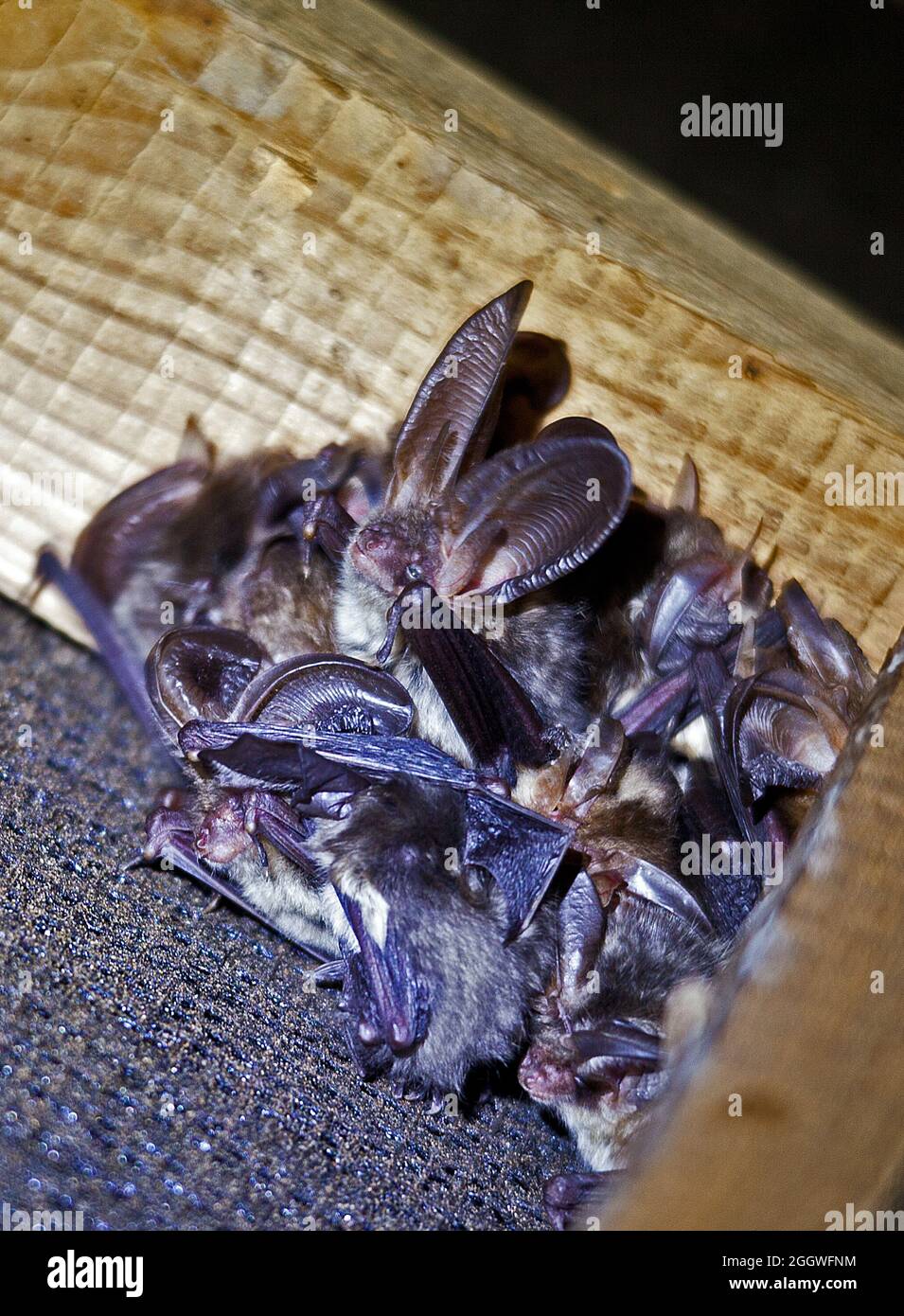 Common Long Eared Bats Stock Photo