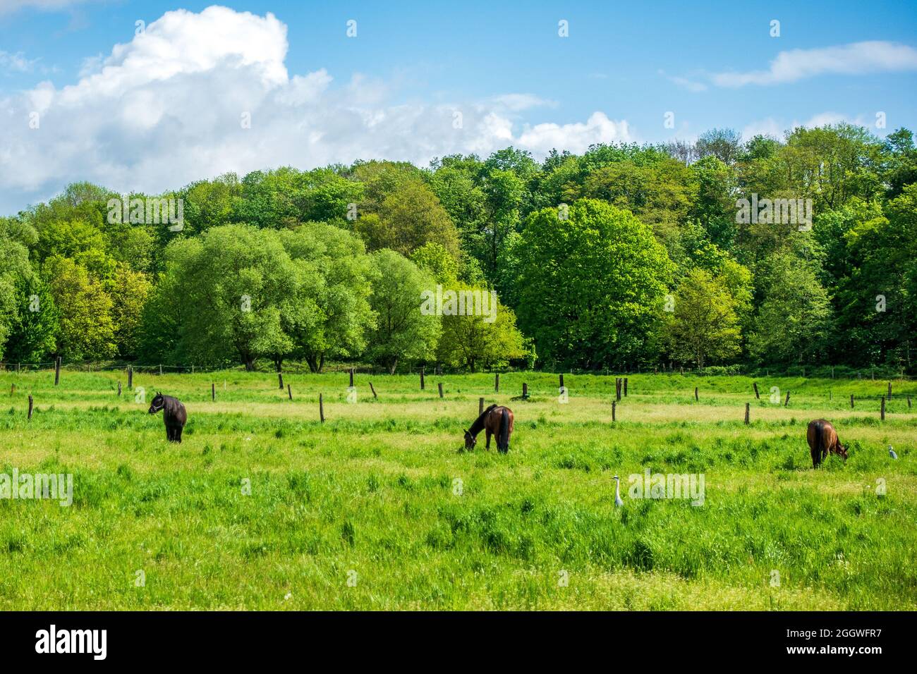 three horses and two gray herons on the meadow Stock Photo