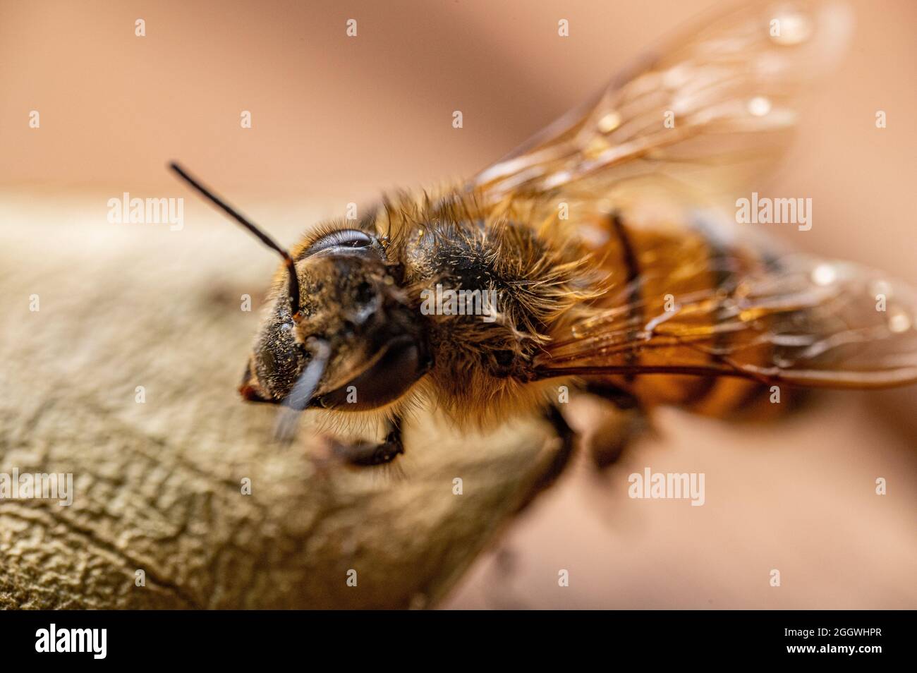 Biene Großaufnahme Macro Stock Photo