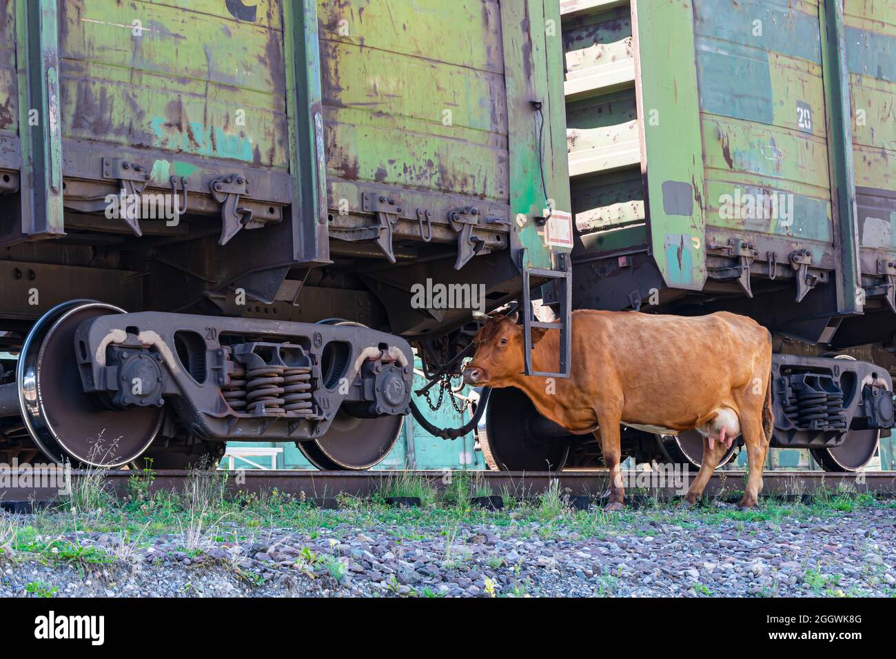A lone cow accidentally wandered under the wagons of a freight train Stock Photo