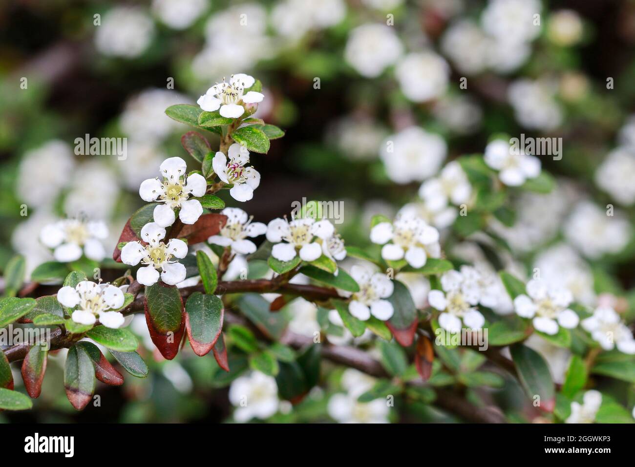 Cotoneaster horizontalis blossom. Spring flowers Stock Photo