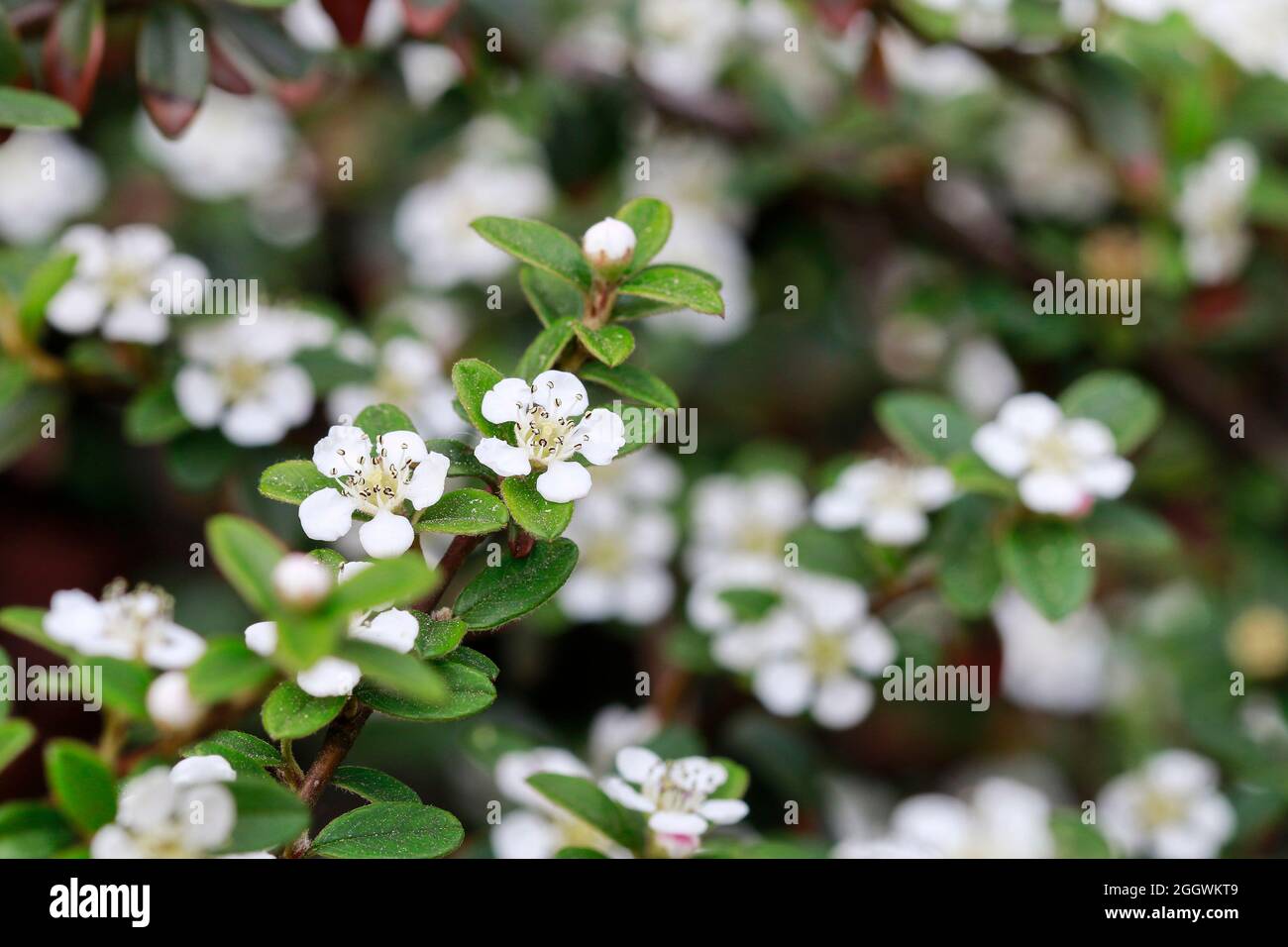 Cotoneaster horizontalis blossom. Spring flowers Stock Photo