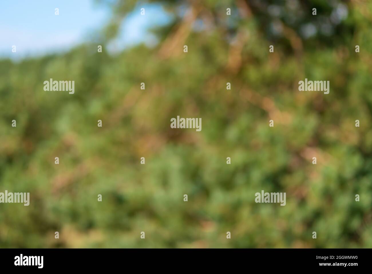 Blurry abstract background tree leaves at sunset Stock Photo