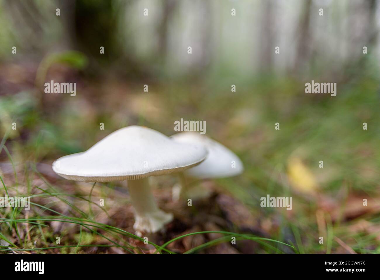 Non-edible white mushrooms in forest Stock Photo
