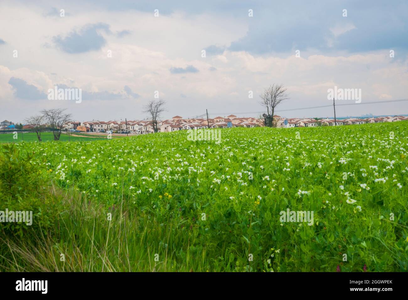 Cultivo de hortalizas de campo hi-res stock photography and images - Alamy