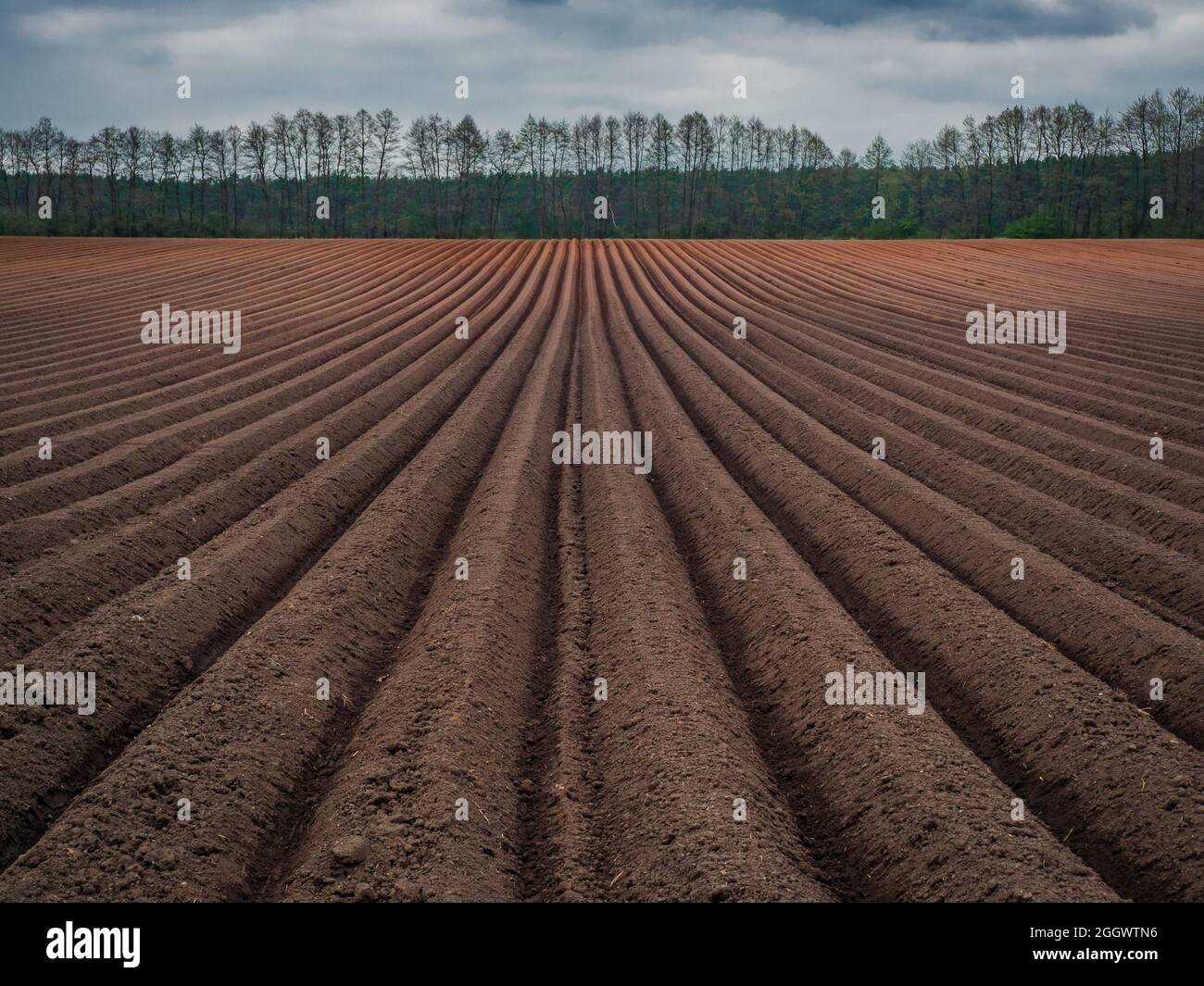 Beautiful and amazing symmetry of the cultivated field. These lines are really unique. Stock Photo