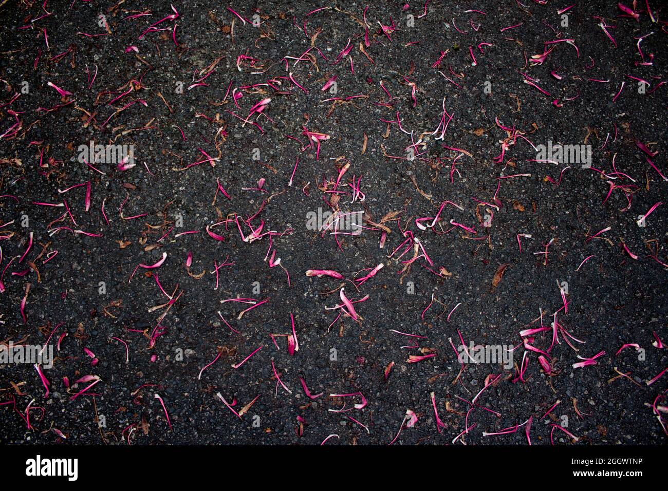 Purple pink blossom petals falling on the road after rain Stock Photo