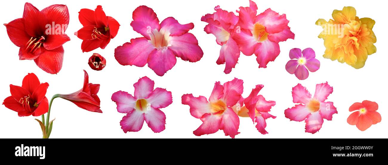 selection of red pink yellow flowers isolated on white background Stock Photo