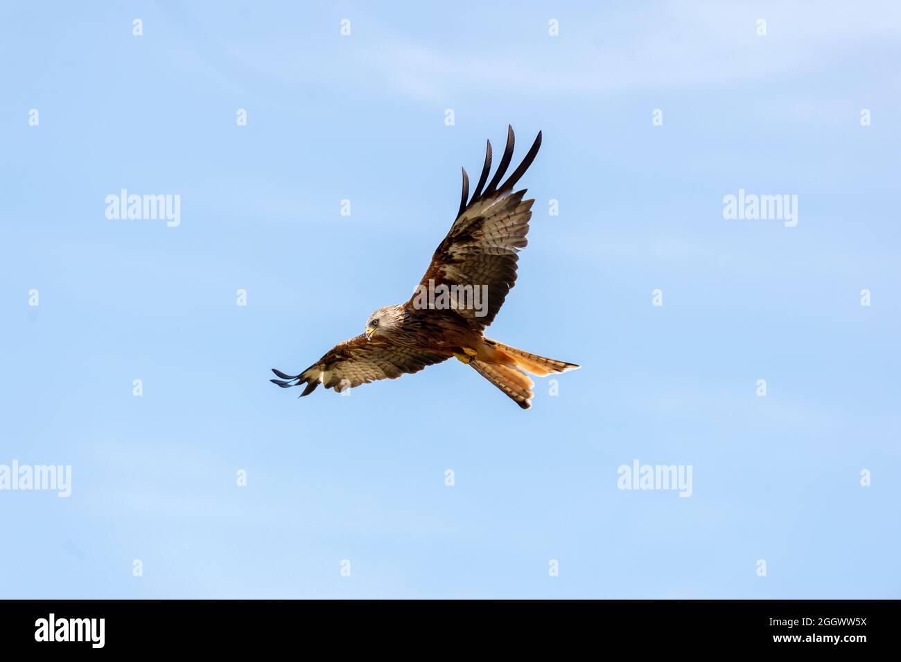 Red Kites at Gigrin Farm Kite Centre Red Kite Feeding Station at