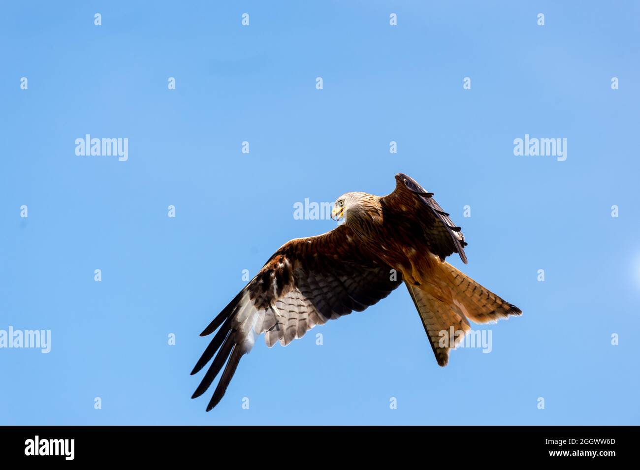 Red Kites at Gigrin Farm Kite Centre Red Kite Feeding Station at