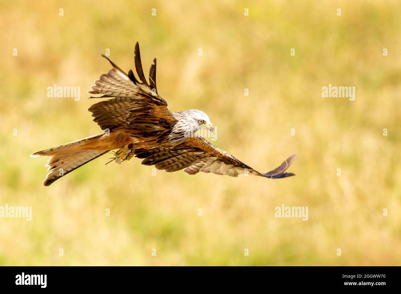 Red Kites at Gigrin Farm Kite Centre Red Kite Feeding Station at
