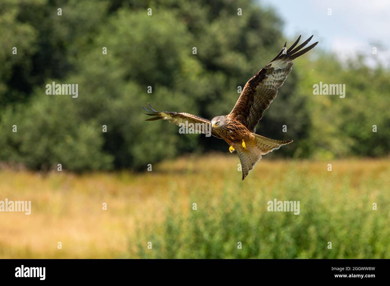 Red Kites at Gigrin Farm Kite Centre Red Kite Feeding Station at Rhayader in Powys Wales Uk