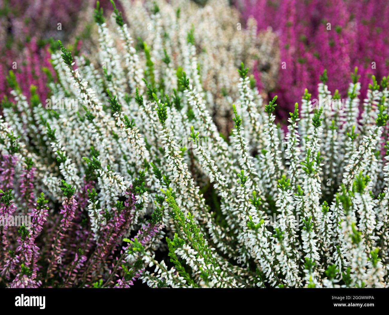 Flowering heather plants growing in garden Stock Photo Alamy