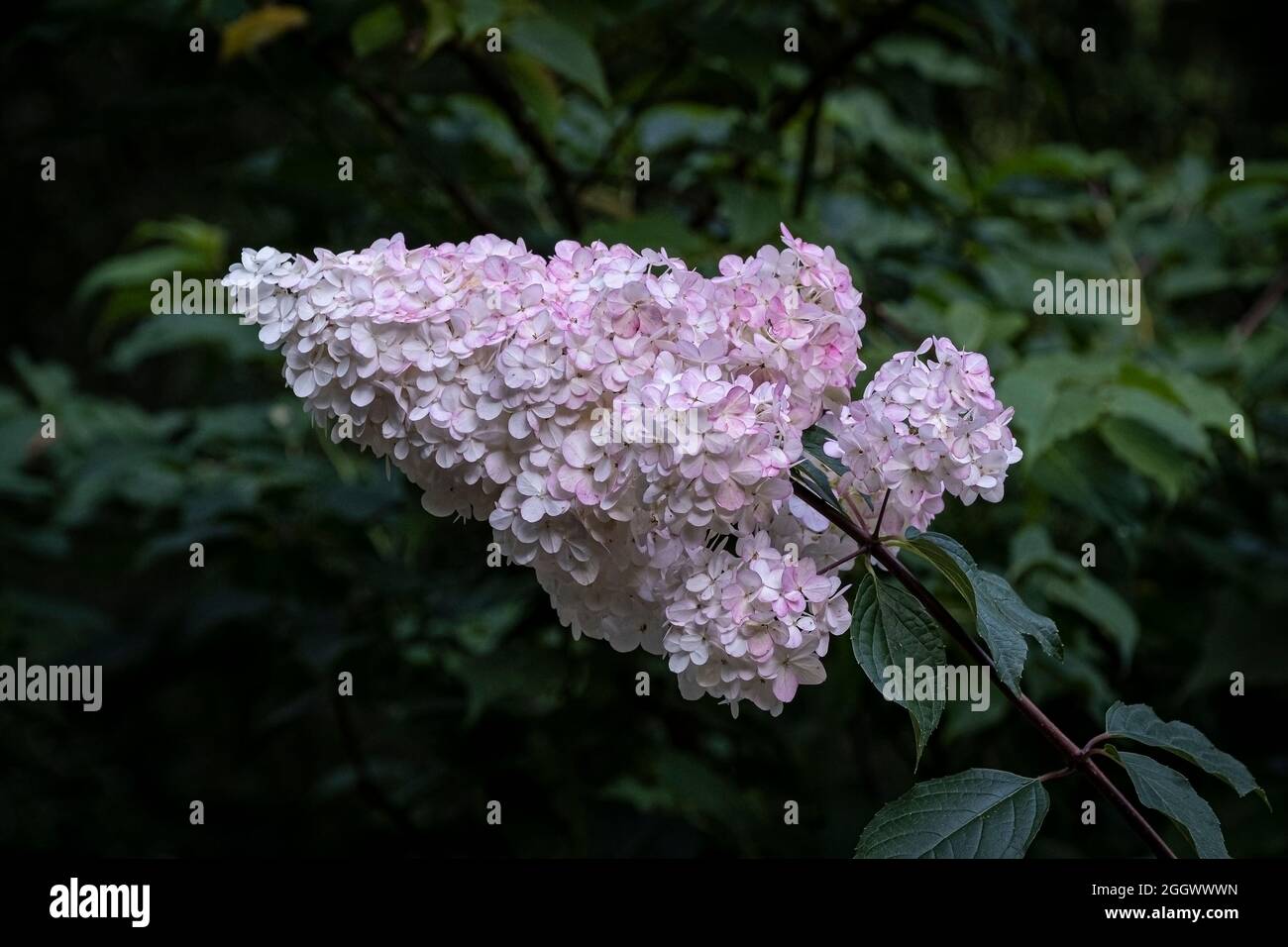 Hydrangea paniculata 'Vanille Fraise'. Stock Photo