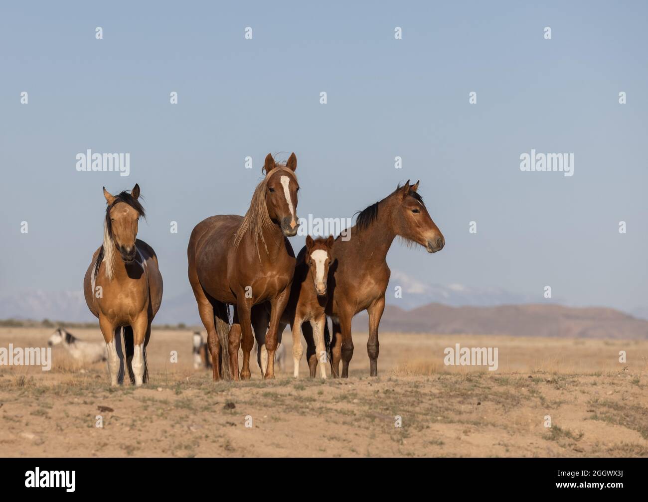 Herd of Wild Horses in the Utah Desert Stock Photo - Alamy
