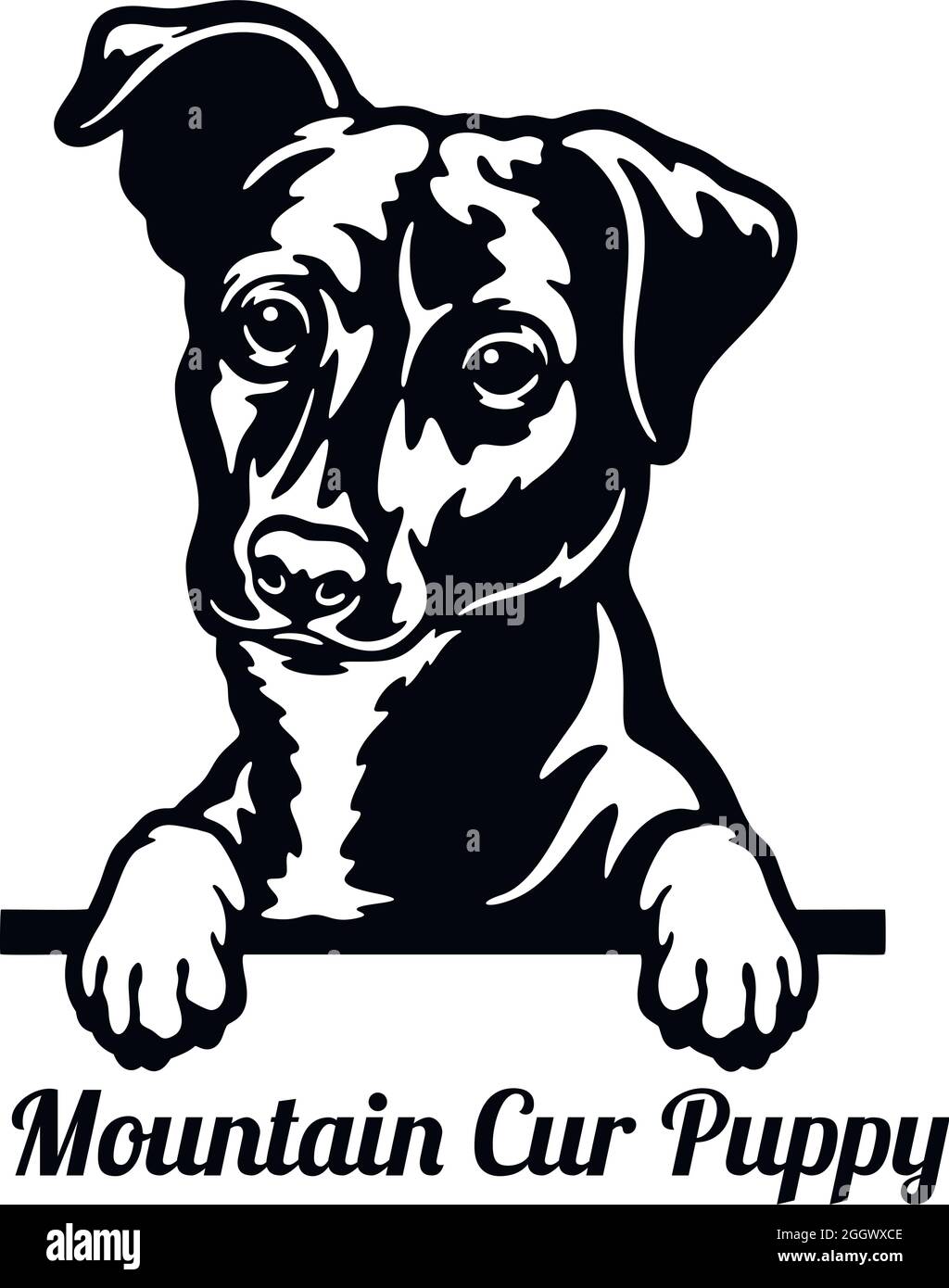 Black and white mountain cheap cur