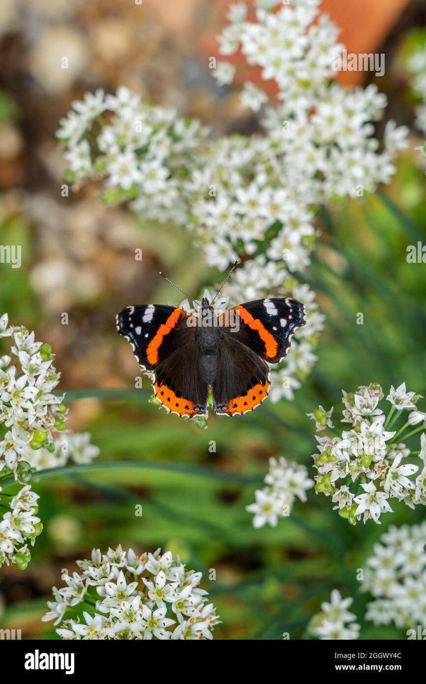 RED ADMIRAL BUTTERFLY ON A GARLIC CHIVE PLANT Stock Photo