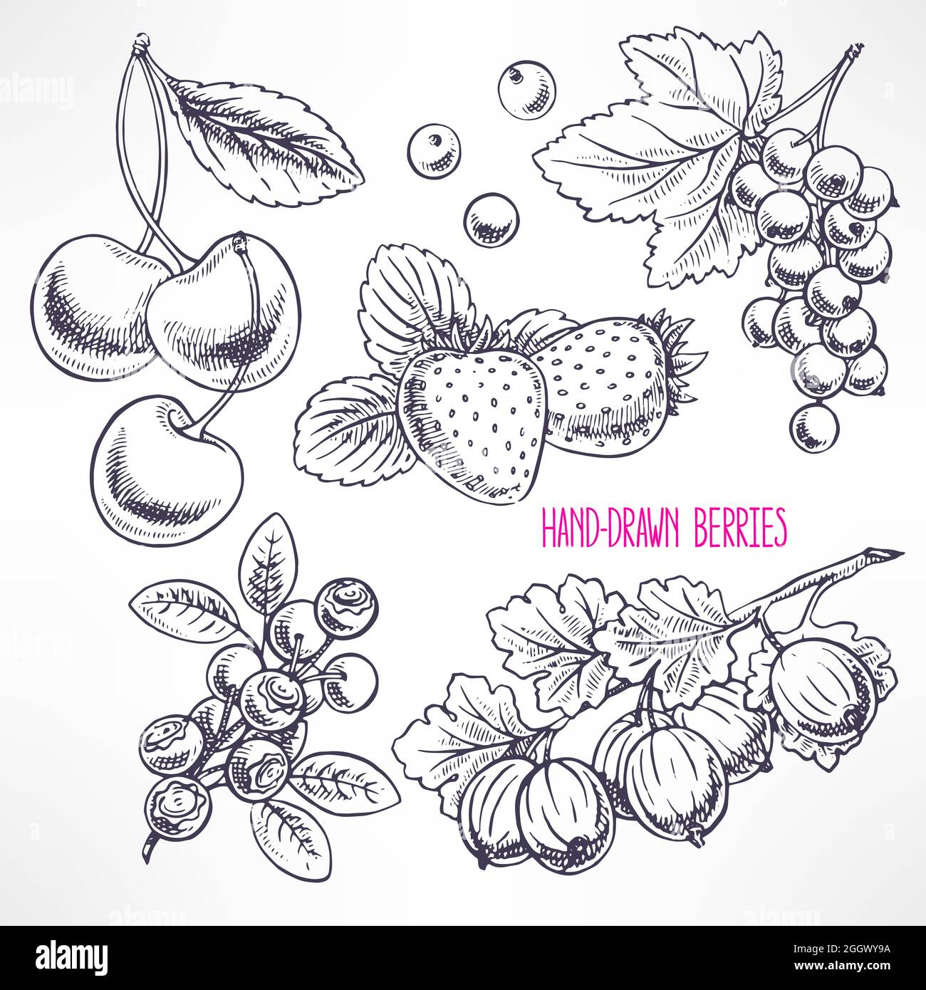 set with different ripe berries and leaves. handdrawn illustration