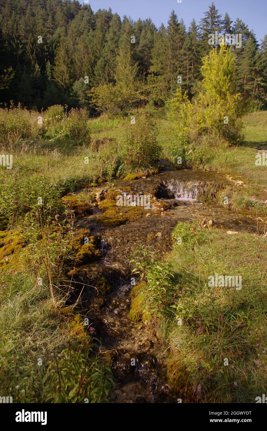 Beautiful nature with stream and meadow under the forest. Creek with