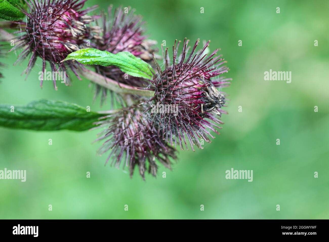 Common Burdock Flower and Seed Heads, Arctium, lappa, Arctium minus, Northern England, UK Stock Photo