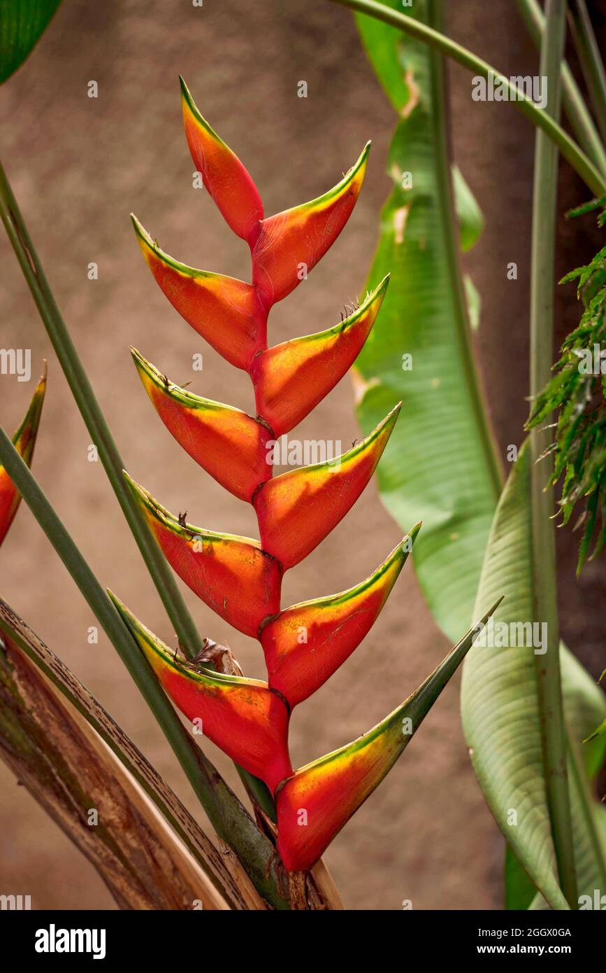 Heliconia wagneriana in an African Garden Stock Photo