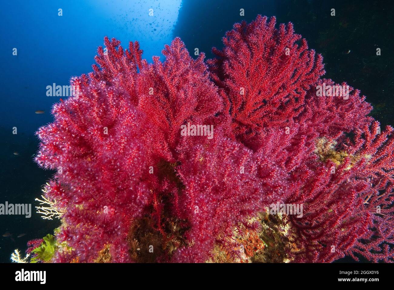 Rote Gorgonie (Paramuricea clavata), Mittelmeer-Fächerkoralle, farbwechselnde Gorgonie, Mittelmeer Stock Photo