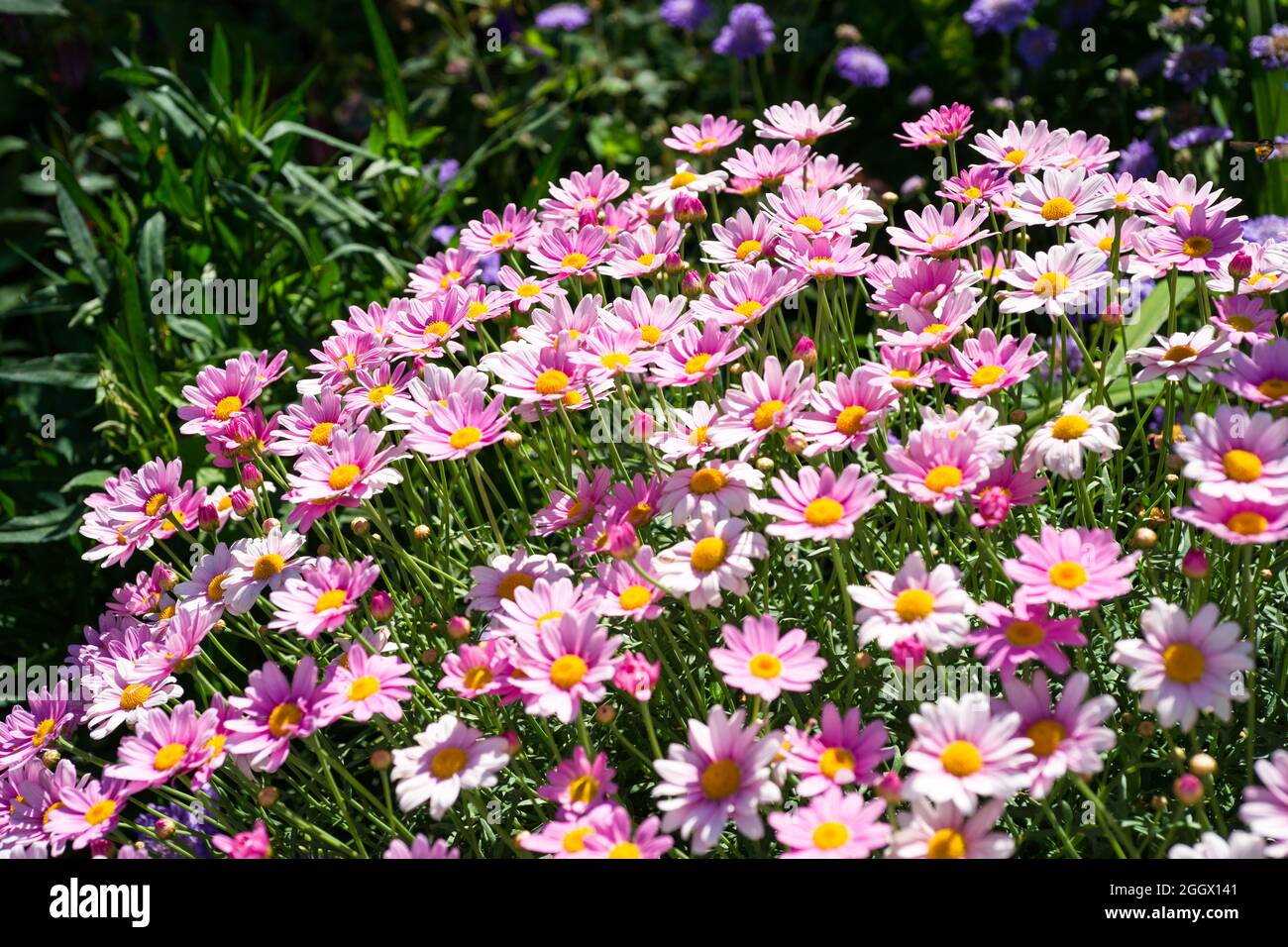 Group of pink anthems blooming in June. selective focus. Stock Photo