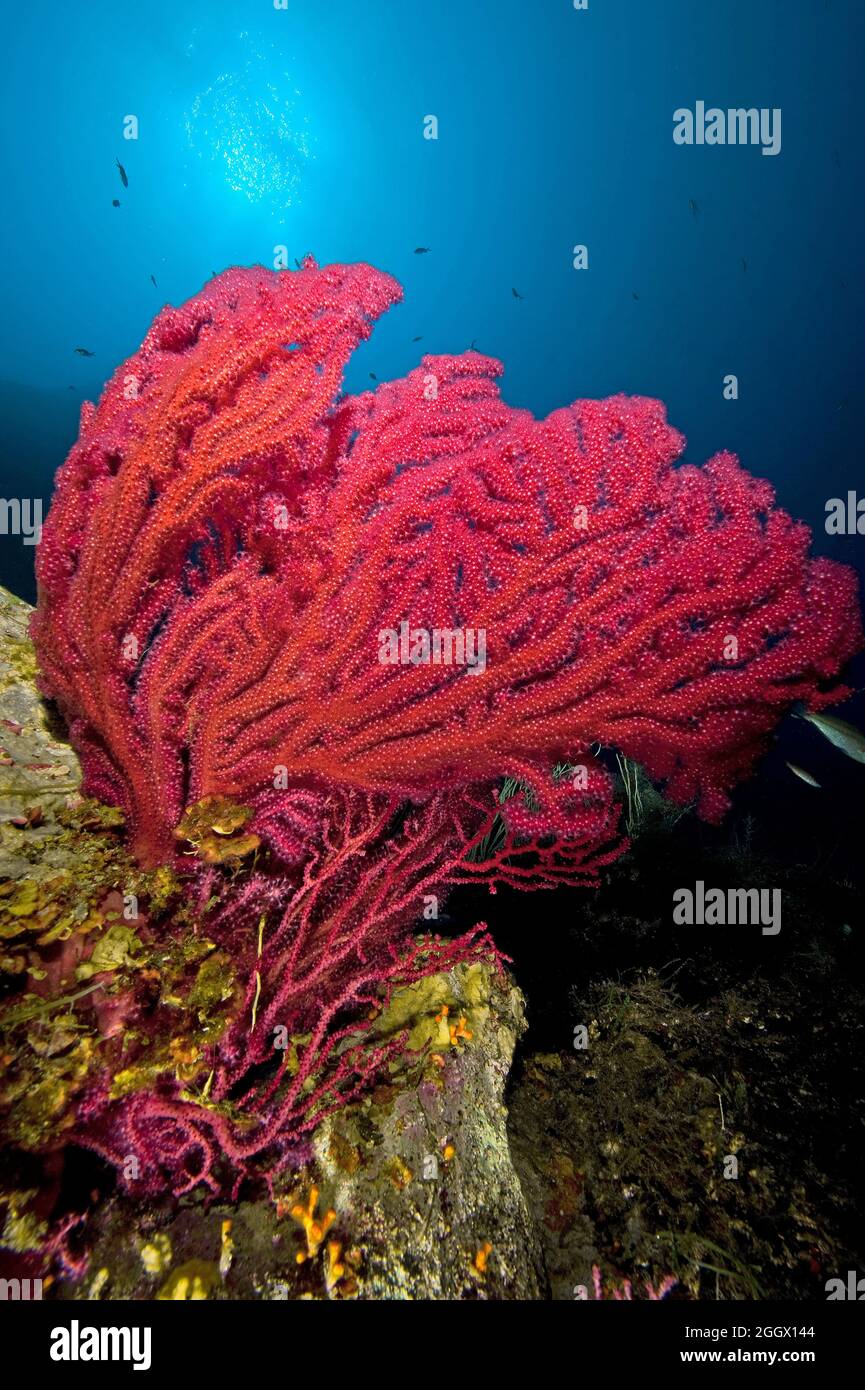 Rote Gorgonie (Paramuricea clavata), Mittelmeer-Fächerkoralle, farbwechselnde Gorgonie, Mittelmeer, Südfrankreich, Europa Stock Photo