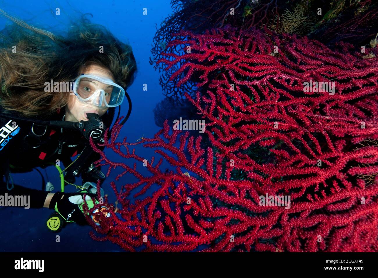 Taucherin betrachtet Rote Gorgonie (Paramuricea clavata), Mittelmeer-Fächerkoralle, farbwechselnde Gorgonie, Mittelmeer Stock Photo