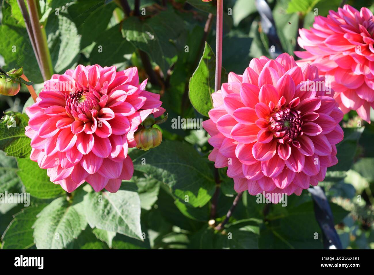 Dahlia. Type Salmon Runner two double pink flowers in natural surroundings Stock Photo