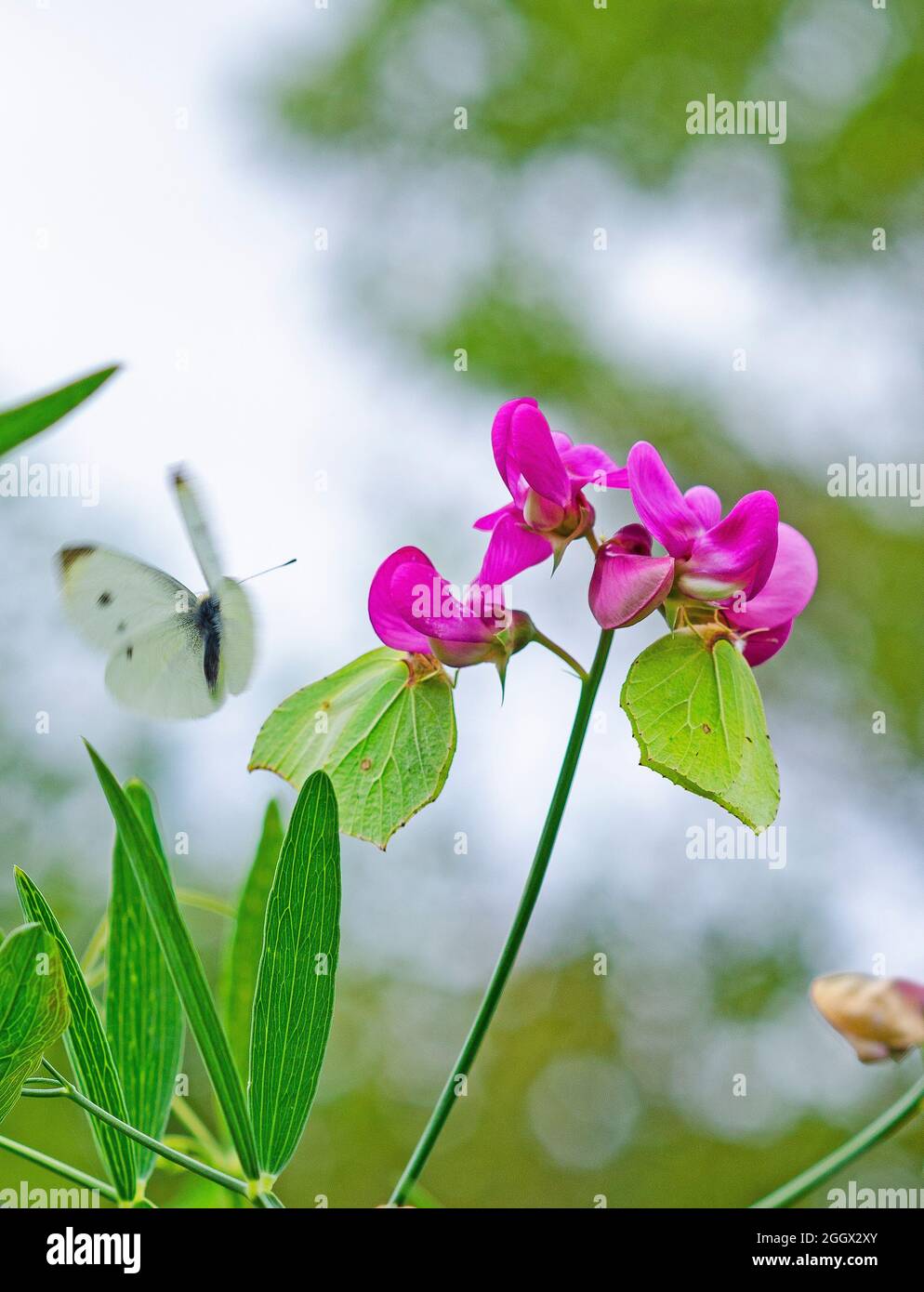 Brimstone butterflies on sweet pea flowers Stock Photo