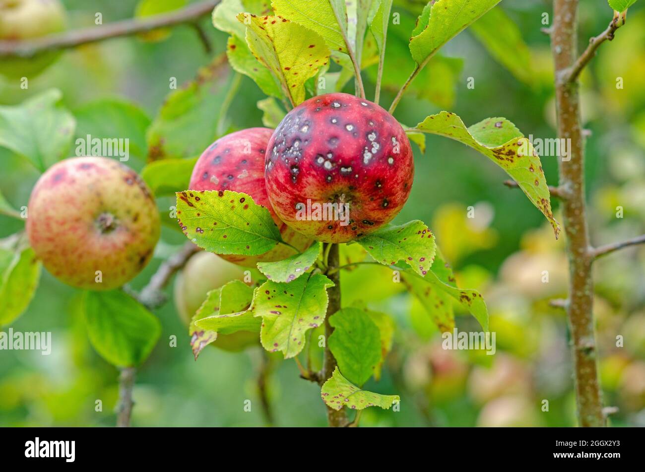 English apples with black spot rot Stock Photo