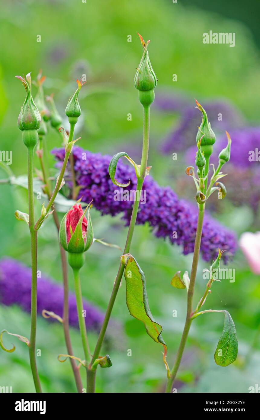 rose buds with buddleia Stock Photo