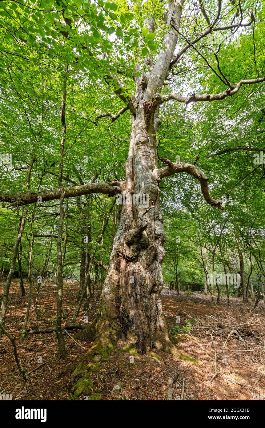 Ent like tree New Forest Stock Photo
